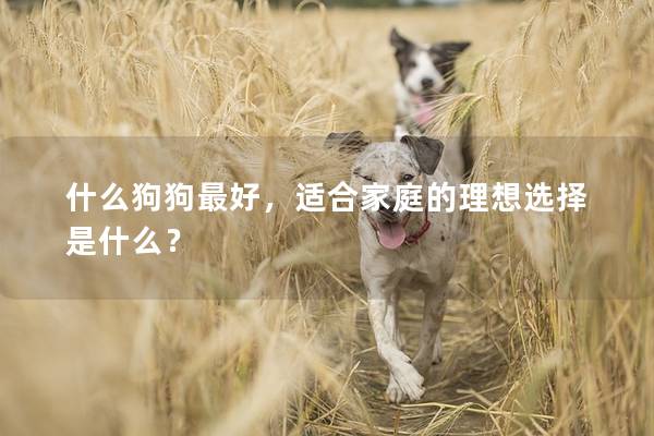 什么狗狗最好，适合家庭的理想选择是什么？