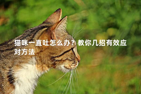 猫咪一直吐怎么办？教你几招有效应对方法