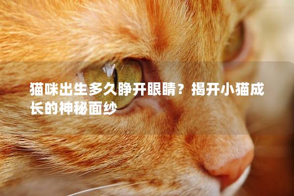 猫咪出生多久睁开眼睛？揭开小猫成长的神秘面纱