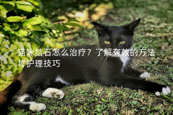 猫咪结石怎么治疗？了解有效的方法与护理技巧