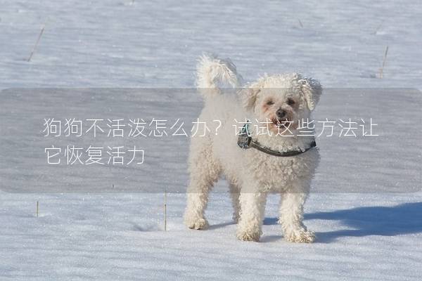 狗狗不活泼怎么办？试试这些方法让它恢复活力