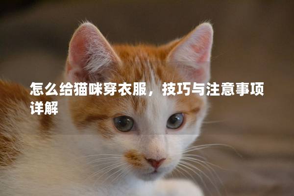 怎么给猫咪穿衣服，技巧与注意事项详解