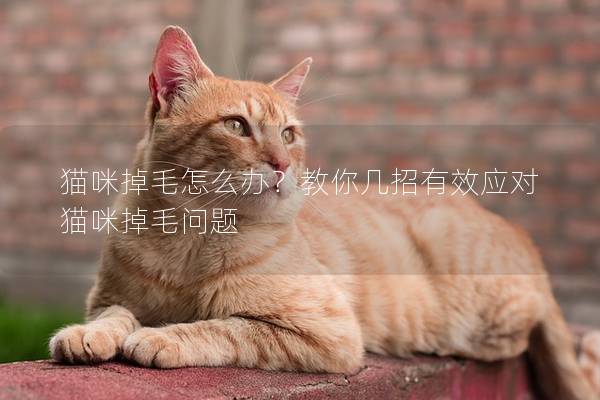 猫咪掉毛怎么办？教你几招有效应对猫咪掉毛问题