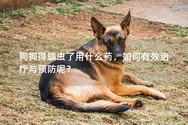 狗狗得螨虫了用什么药，如何有效治疗与预防呢？