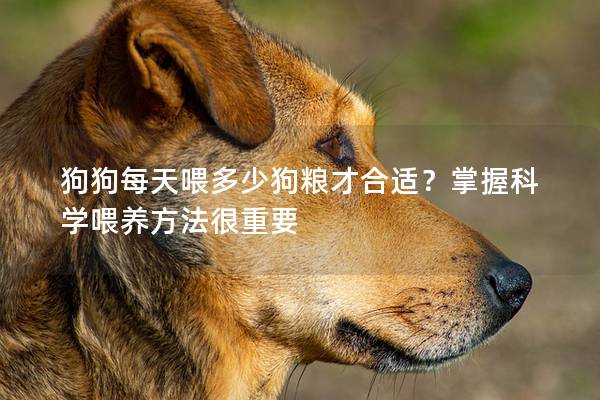 狗狗每天喂多少狗粮才合适？掌握科学喂养方法很重要