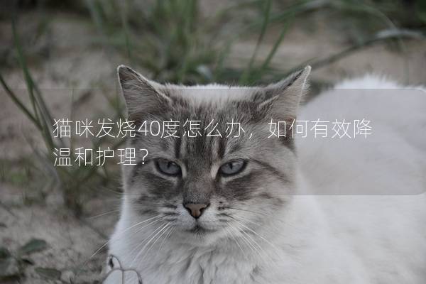 猫咪发烧40度怎么办，如何有效降温和护理？