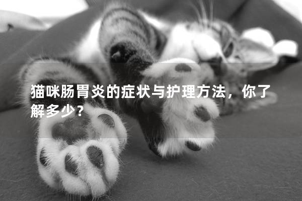 猫咪肠胃炎的症状与护理方法，你了解多少？