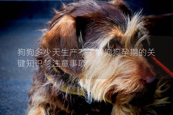 狗狗多少天生产？了解狗狗孕期的关键知识与注意事项