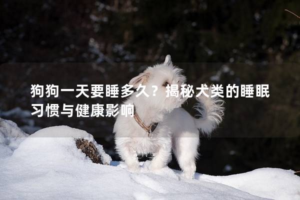 狗狗一天要睡多久？揭秘犬类的睡眠习惯与健康影响