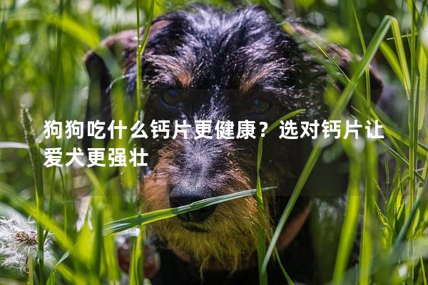 狗狗吃什么钙片更健康？选对钙片让爱犬更强壮