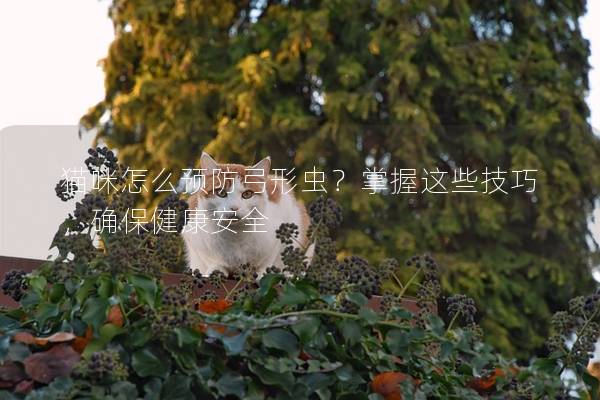 猫咪怎么预防弓形虫？掌握这些技巧，确保健康安全