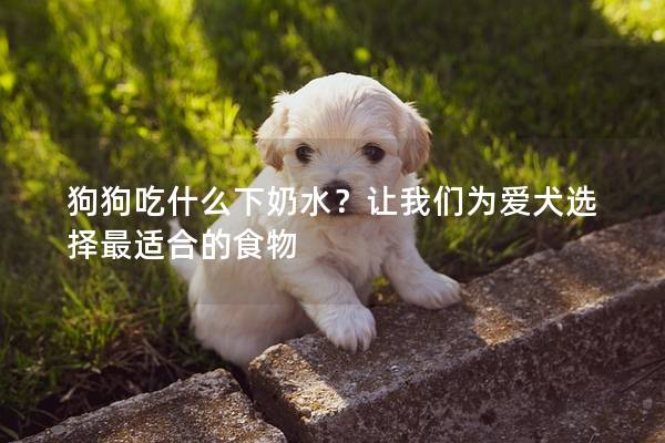 狗狗吃什么下奶水？让我们为爱犬选择最适合的食物