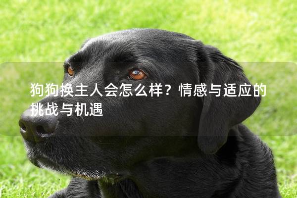 狗狗换主人会怎么样？情感与适应的挑战与机遇