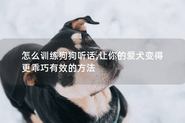 怎么训练狗狗听话,让你的爱犬变得更乖巧有效的方法