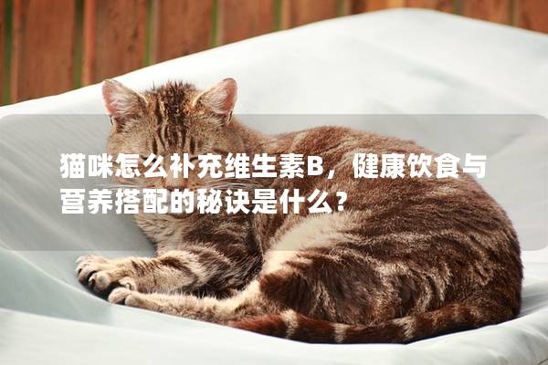 猫咪怎么补充维生素B，健康饮食与营养搭配的秘诀是什么？