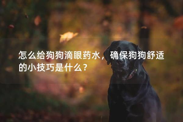 怎么给狗狗滴眼药水，确保狗狗舒适的小技巧是什么？