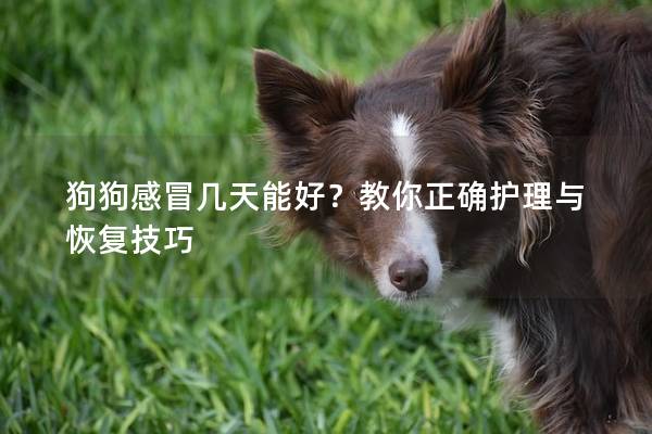 狗狗感冒几天能好？教你正确护理与恢复技巧