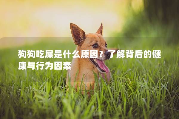 狗狗吃屎是什么原因？了解背后的健康与行为因素