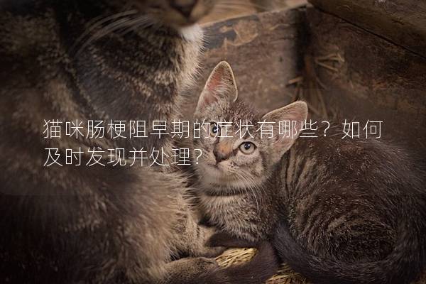 猫咪肠梗阻早期的症状有哪些？如何及时发现并处理？