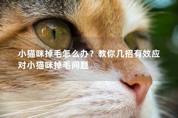 小猫咪掉毛怎么办？教你几招有效应对小猫咪掉毛问题