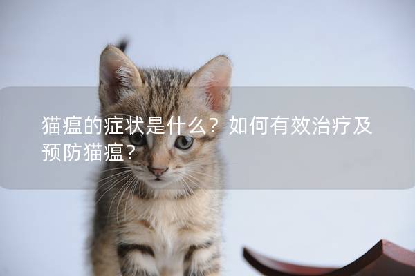 猫瘟的症状是什么？如何有效治疗及预防猫瘟？