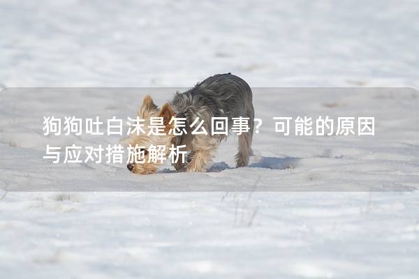 狗狗吐白沫是怎么回事？可能的原因与应对措施解析