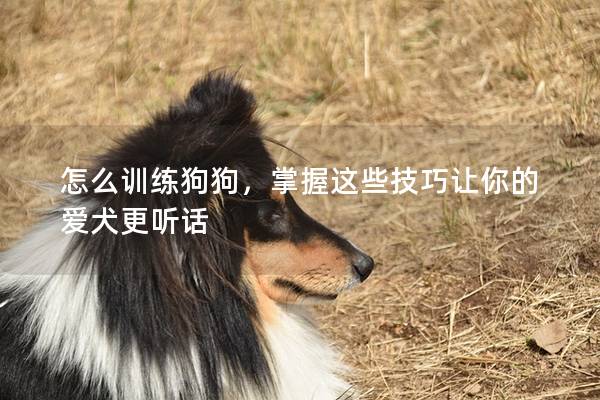 怎么训练狗狗，掌握这些技巧让你的爱犬更听话