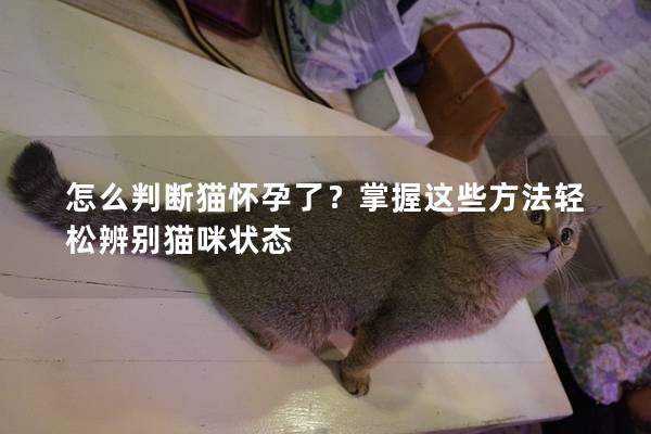 怎么判断猫怀孕了？掌握这些方法轻松辨别猫咪状态