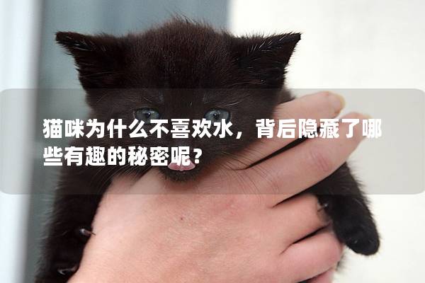 猫咪为什么不喜欢水，背后隐藏了哪些有趣的秘密呢？