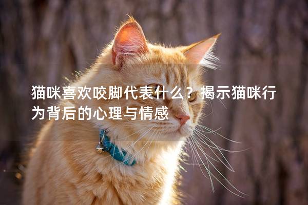 猫咪喜欢咬脚代表什么？揭示猫咪行为背后的心理与情感