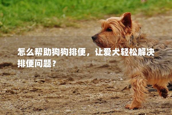 怎么帮助狗狗排便，让爱犬轻松解决排便问题？