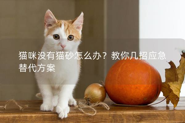 猫咪没有猫砂怎么办？教你几招应急替代方案