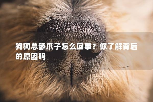 狗狗总舔爪子怎么回事？你了解背后的原因吗