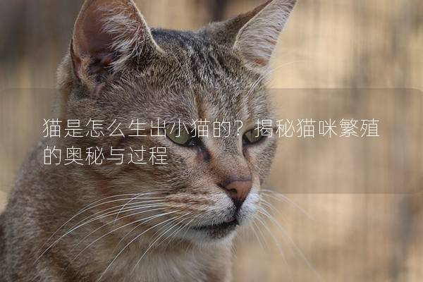 猫是怎么生出小猫的？揭秘猫咪繁殖的奥秘与过程