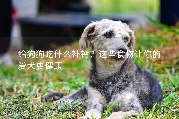 给狗狗吃什么补钙？这些食物让你的爱犬更健康