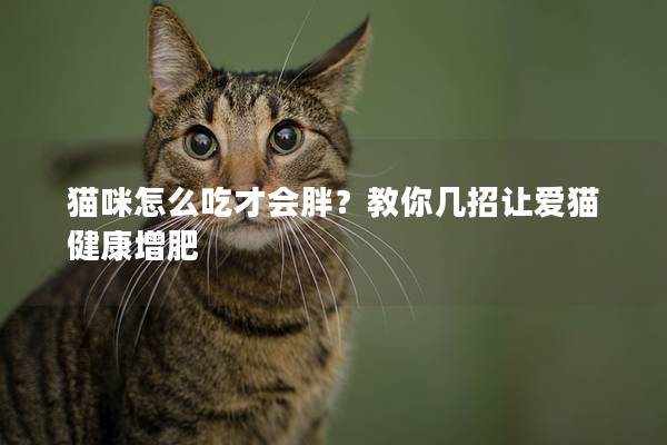 猫咪怎么吃才会胖？教你几招让爱猫健康增肥