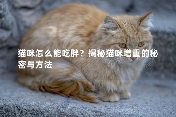 猫咪怎么能吃胖？揭秘猫咪增重的秘密与方法