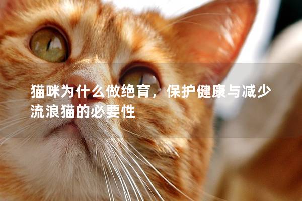 猫咪为什么做绝育，保护健康与减少流浪猫的必要性