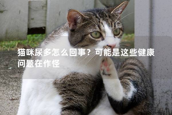 猫咪尿多怎么回事？可能是这些健康问题在作怪