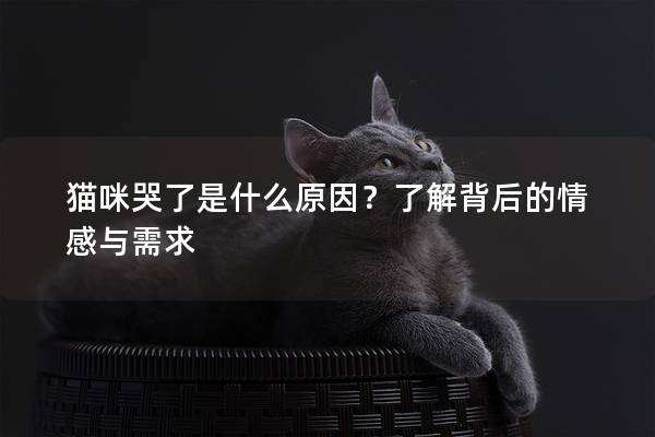 猫咪哭了是什么原因？了解背后的情感与需求