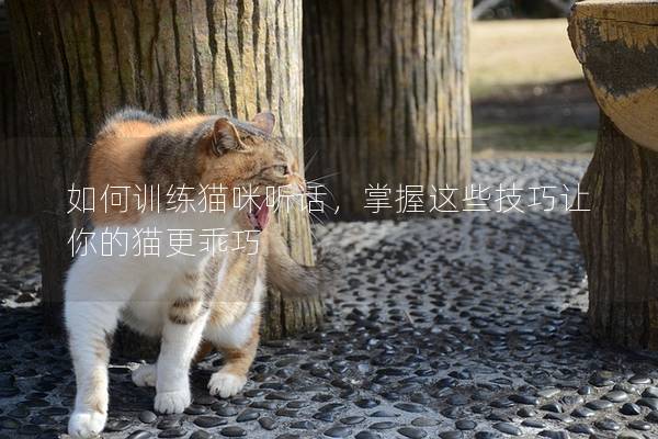 如何训练猫咪听话，掌握这些技巧让你的猫更乖巧