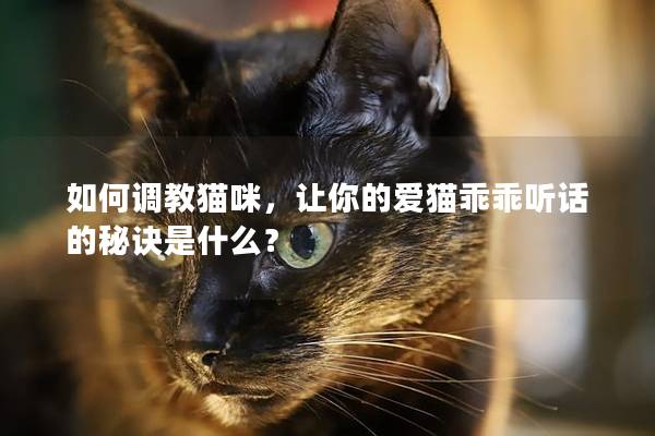 如何调教猫咪，让你的爱猫乖乖听话的秘诀是什么？