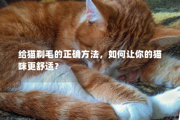 给猫剃毛的正确方法，如何让你的猫咪更舒适？