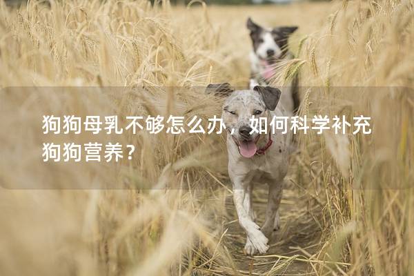 狗狗母乳不够怎么办，如何科学补充狗狗营养？