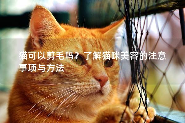 猫可以剪毛吗？了解猫咪美容的注意事项与方法