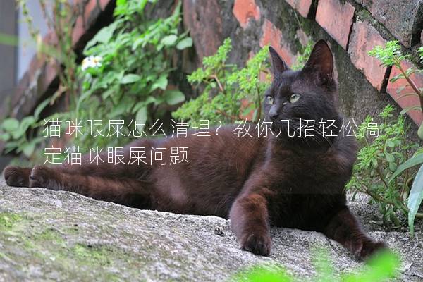 猫咪眼屎怎么清理？教你几招轻松搞定猫咪眼屎问题