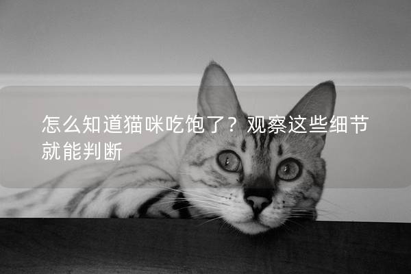 怎么知道猫咪吃饱了？观察这些细节就能判断