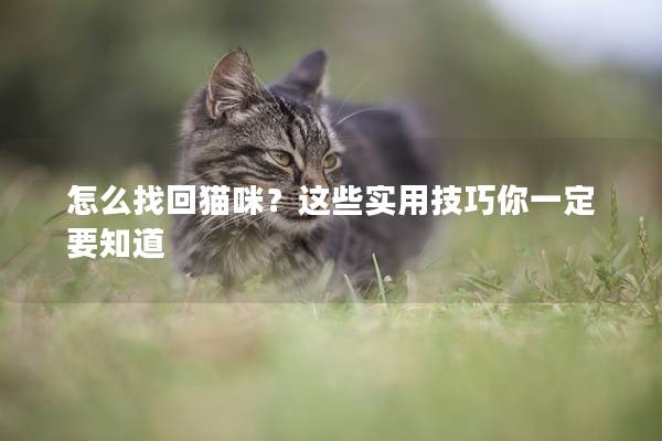 怎么找回猫咪？这些实用技巧你一定要知道