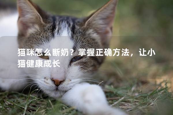 猫咪怎么断奶？掌握正确方法，让小猫健康成长