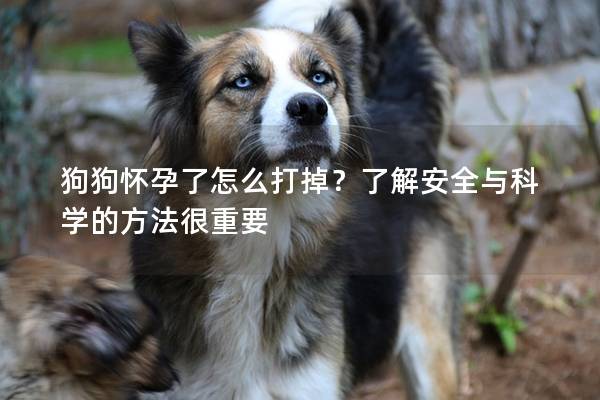 狗狗怀孕了怎么打掉？了解安全与科学的方法很重要